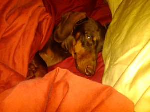 My weenie dog is so spoiled.  Here he is... I was taking a nap and realized Frankie was sleeping right next to me...on his side...under the covers like a person!!